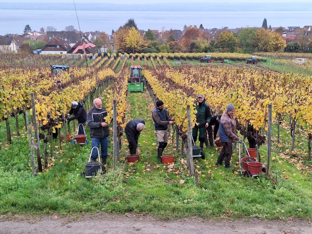 S E Trockenbeerenauslese Gewimmelt Winzerverein Hagnau