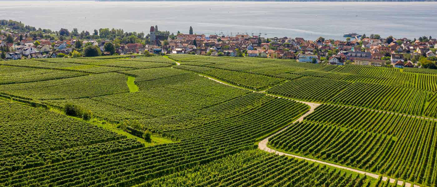 Blick über den Weinberg auf den Bodensee