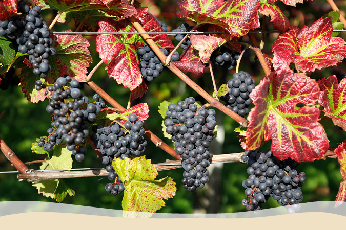 Weinrebe Blauer Spätburgunder