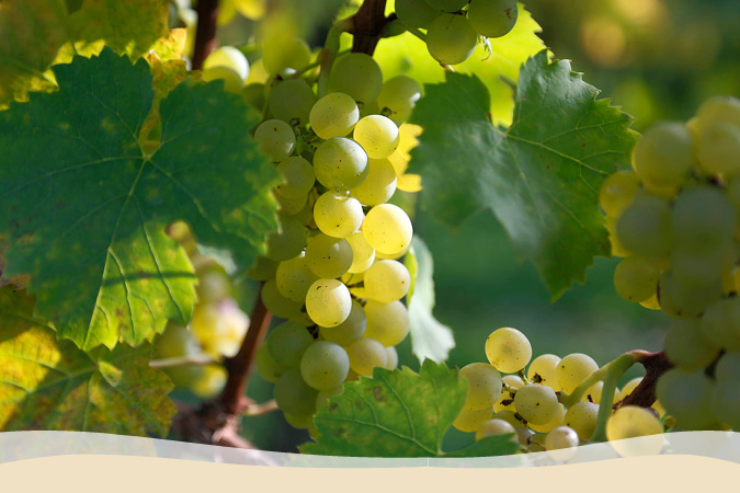 Weinrebe Weißer Burgunder