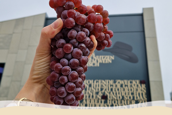 Weinrebe Souvignier Gris