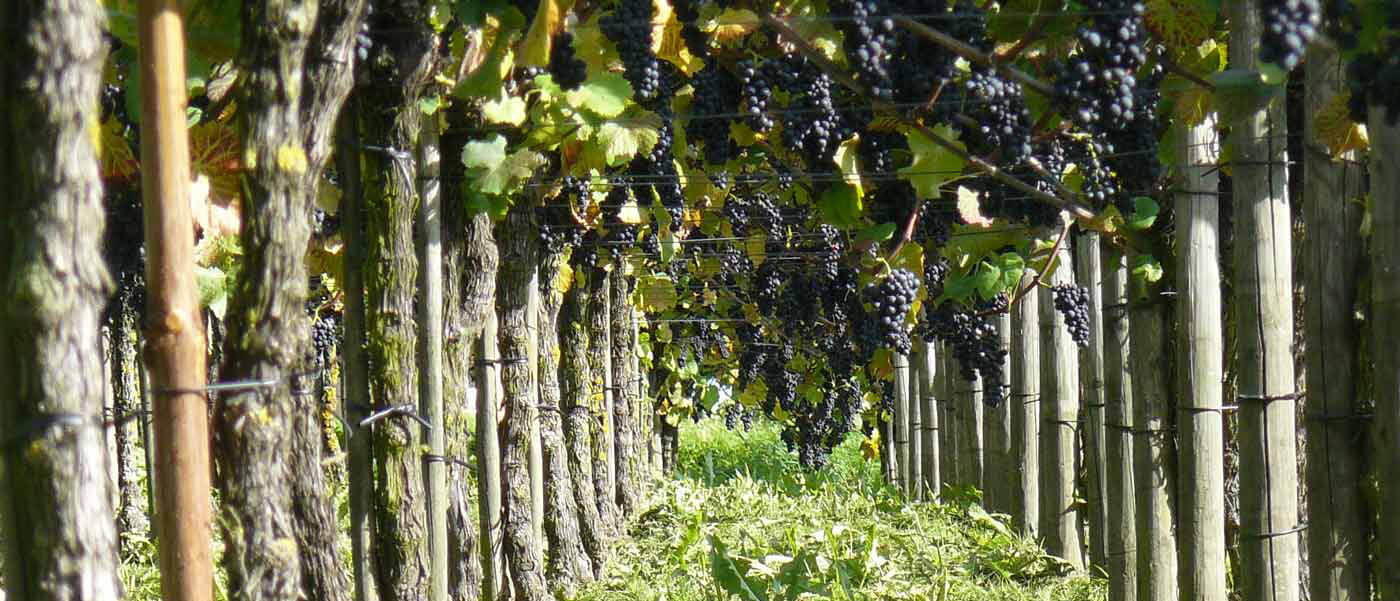 Blick in die Weinreben