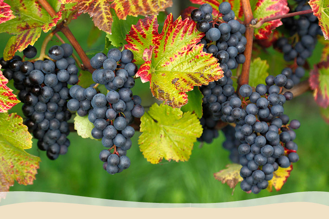 Weinrebe Blauer Spätburgunder