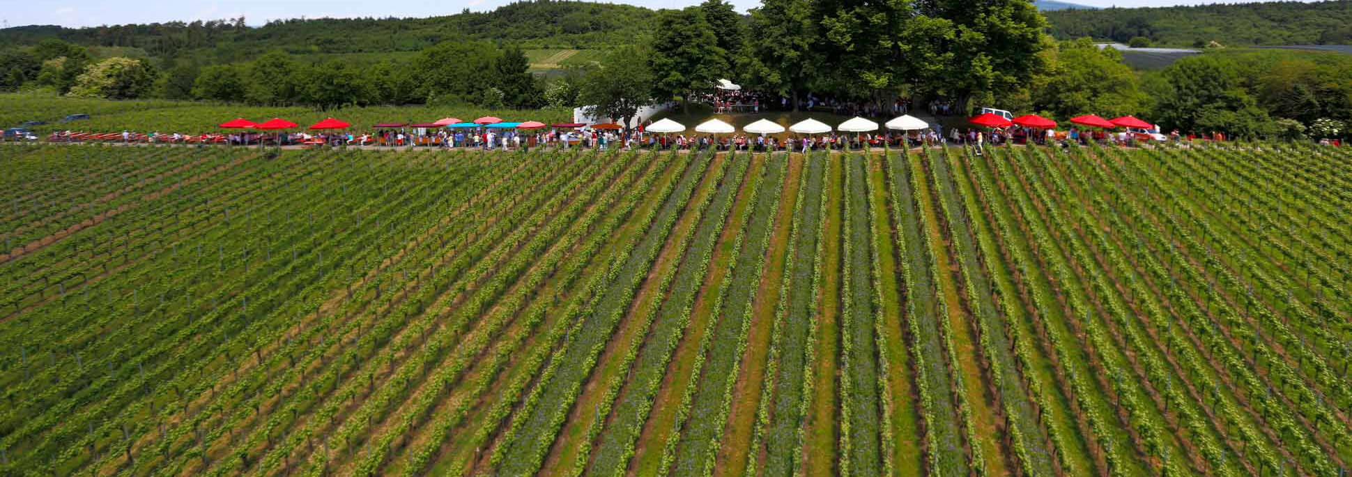 Blick auf den Weinberg